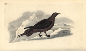 Schmarotzerraubmöwe, Stercorarius parasiticus. Handkolorierte Kupferstichzeichnung und -gravur von Edward Donovan aus seiner Natural History of British Birds, London