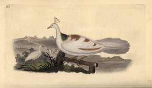 Pfauenfuß, Pavo cristatus, Weibchen mit Jungen. Handkolorierter Kupferstich von Edward Donovan aus seiner eigenen „Natural History of British Birds“, London von Edward Donovan