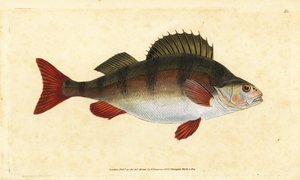 Flussbarsch, Perca fluviatilis. Handkolorierte Kupferstichzeichnung und -gravur von Edward Donovan aus seiner Natural History of British Fishes, Donovan und F.C. und J. Rivington, London von Edward Donovan