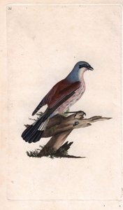 Neuntöter. Lanius collurio. Kupferstich von Edward Donovan, veröffentlicht in Histoire naturelle des oiseaux britanniques, London von Edward Donovan