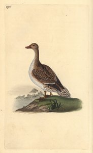 Spießente, Anas acuta, weiblich. Handkolorierte Kupferplatte von Edward Donovan aus seinem eigenen „Natural History of British Birds“