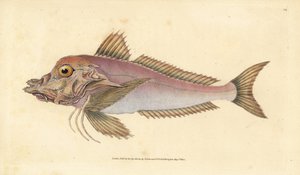 Piper, Trigla lyra. Handkolorierte Kupferstichzeichnung und -gravur von Edward Donovan aus seiner „Natural History of British Fishes“, Donovan und F.C. und J. Rivington, London von Edward Donovan