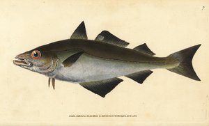 Pollack, Pollachius pollachius. Handkolorierte Kupferstichzeichnung und -gravur von Edward Donovan aus seiner „Natural History of British Fishes“