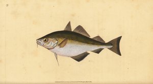 Pouting, Trisopterus luscus (Bib, Gadus luscus). Handkolorierte Kupferplatte gezeichnet und graviert von Edward Donovan aus seiner Natural History of British Fishes, Donovan und F.C. und J. Rivington, London