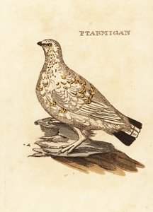 Moorschneehuhn oder Weißwild, Lagopus lagopus von Edward Donovan