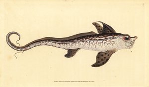 Geisterfisch oder Seemonster, Chimaera monstrosa. Nahezu bedroht. Handkolorierte Kupferplatte gezeichnet und graviert von Edward Donovan aus seiner Natural History of British Fishes, Donovan und F.C. und J. Rivington, London
