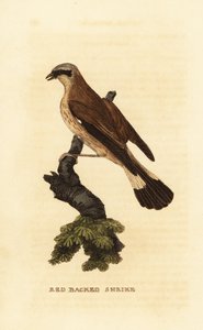 Rotrückenwürger, Lanius collurio