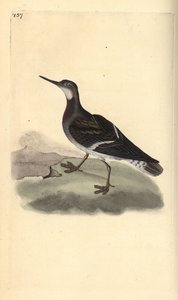Odinshühnchen, Phalaropus lobatus. Handkolorierter Kupferstich von Edward Donovan aus seiner eigenen „Natural History of British Birds“, London