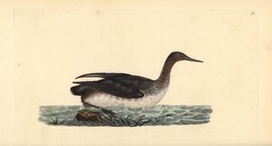 Sterntaucher, Gavia stellata. Handkolorierte Kupferplatte gezeichnet und graviert von Edward Donovan aus seiner eigenen „Natural History of British Birds,“ London