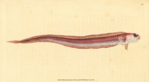 Rotbandfisch, Cepola macrophthalma. Handkolorierte Kupferstichzeichnung und -gravur von Edward Donovan aus seiner „Natural History of British Fishes“, Donovan und F.C. und J. Rivington, London von Edward Donovan