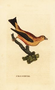 Fichtenkreuzschnabel, Loxia curvirostra