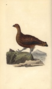 Moorschneehuhn (Weibchen), Lagopus scotica. Handkolorierter Kupferstich von Edward Donovan aus seiner eigenen „Natural History of British Birds“, London von Edward Donovan