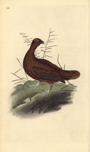 Moorschneehuhn, Lagopus lagopus scotica. Handkolorierte Kupferstich von Edward Donovan aus seiner Natural History of British Birds, London von Edward Donovan
