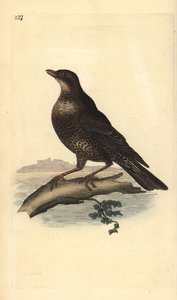 Ringdrossel (weiblich), Turdus torquatus. Handkolorierter Kupferstich gezeichnet und gestochen von Edward Donovan aus seinem eigenen „Natural History of British Birds“, London von Edward Donovan
