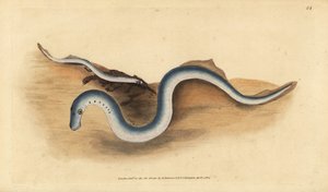 Flussneunauge, Lampetra fluviatilis (Lampern oder kleines Neunauge, Petromyzon fluviatilis). Handkolorierte Kupferplatte gezeichnet und graviert von Edward Donovan aus seiner Natural History of British Fishes, Donovan und F.C. und J. Rivington, London von Edward Donovan