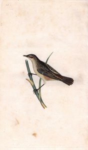 Rohrschwirl, Acrocephalus schoenobaenus. Kupferstich von Edward Donovan, veröffentlicht in „Histoire naturelle des oiseaux britanniques“ von Edward Donovan