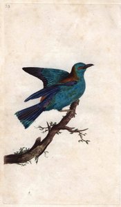 Blauracke. Coracias garrulus (Coracias garrula). Kupferstich von Edward Donovan (1768-1837), veröffentlicht in Histoire naturelle des oiseaux britanniques, London von Edward Donovan
