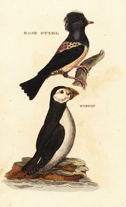 Rosenstar, Pastor roseus, und Papageitaucher, Fratercula arctica von Edward Donovan