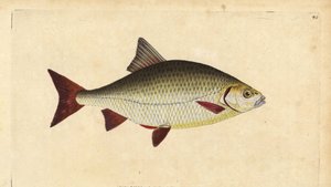 Rotfeder, Scardinius erythrophthalmus (Rotauge, Cyprinus erythrophthalmus). Handkolorierte Kupferstichzeichnung und Gravur von Edward Donovan aus seiner Natural History of British Fishes, Donovan und F.C. und J. Rivington, London von Edward Donovan