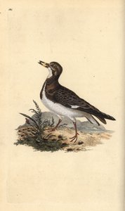 Steinwälzer, Arenaria interpres. Handkolorierte Kupferplatte gezeichnet und graviert von Edward Donovan aus seiner eigenen „Natural History of British Birds,“ London von Edward Donovan