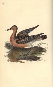 Kampfläufer, Philomachus pugnax, Weibchen