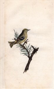 Wintergoldhähnchen. Regulus regulus. Kupferstich von Edward Donovan (1768-1837), veröffentlicht in „Histoire naturelle des oiseaux britanniques“, London von Edward Donovan