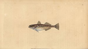 Sandgrundel, Pomatoschistus minutus (Gefleckte Grundel, Gobius minutus). Handkolorierte Kupferplatte gezeichnet und graviert von Edward Donovan aus seiner Naturgeschichte der britischen Fische, Donovan und F.C. und J. Rivington, London von Edward Donovan