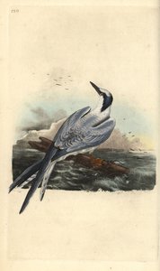 Brandseeschwalbe, Thalasseus sandvicensis. Handkolorierte Kupferstichzeichnung und -gravur von Edward Donovan aus seinem eigenen „Natural History of British Birds“, London