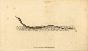 Sargassum-Rohrfisch oder pelagischer Rohrfisch. Handkolorierte Kupferplatte gezeichnet und graviert von Edward Donovan aus seiner Natural History of British Fishes, Donovan und F.C. und J. Rivington, London von Edward Donovan