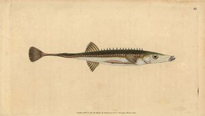 Seestichling, Spinachia spinachia. Handkolorierte Kupferstichzeichnung und -gravur von Edward Donovan aus seiner „Natural History of British Fishes“, Donovan und F.C. und J. Rivington, London