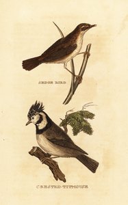 Schilfrohrsänger, Acrocephalus schoenobaenus, und Haubenmeise, Lophophanes cristatus