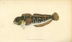 Schleimfisch, Lipophrys pholis. Handkolorierte Kupferstichzeichnung und -gravur von Edward Donovan aus seiner „Natural History of British Fishes“, Donovan und F.C. und J. Rivington, London