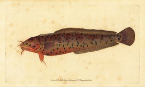 Küsten-Knurrhahn, Gaidropsarus mediterraneus (Dreibärtiger Kabeljau oder Knurrhahn, Gadus tricirratus) von Edward Donovan