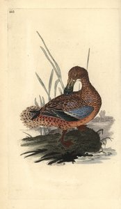 Löffelente (Weibchen), Anas clypeata. Handkolorierte Kupferstichzeichnung und -gravur von Edward Donovan aus seinem eigenen „Natural History of British Birds“, London von Edward Donovan