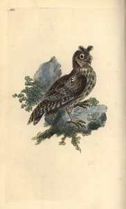 Kleine Ohreule, Strix pulchella. (Zwergohreule, Otus scops?) Handkolorierte Kupferstichzeichnung und -gravur von Edward Donovan aus seinem eigenen „Natural History of British Birds“, London von Edward Donovan