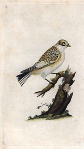 Schneesperling, Plectrophenax nivalis. Kupferstich von Edward Donovan, veröffentlicht in Histoire naturelle des oiseaux britanniques, London von Edward Donovan