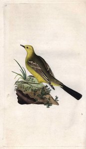 Schafstelze (Motacilla flava). Kupferstich von Edward Donovan, veröffentlicht in Histoire naturelle des oiseaux britanniques, London von Edward Donovan