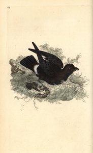 Sturmschwalbe (Hydrobates pelagicus). Handkolorierter Kupferstich von Edward Donovan aus seinem Werk „Natural History of British Birds“, London von Edward Donovan
