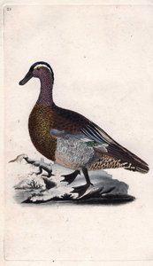 Sommerente, Anas querquedula. Kupferstich von Edward Donovan, veröffentlicht in „Histoire naturelle des oiseaux britanniques“ von Edward Donovan