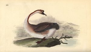 Schwanengans, Anser cygnoides, gefährdet. Handkolorierter Kupferstich gezeichnet und gestochen von Edward Donovan aus seinem eigenen „Natural History of British Birds“, London