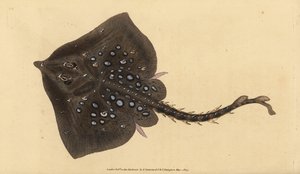 Nagelrochen, Raja clavata. Nahezu bedroht. Handkolorierte Kupferplatte gezeichnet und graviert von Edward Donovan aus seiner Naturgeschichte der britischen Fische, Donovan und F.C. und J. Rivington, London