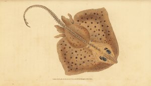 Nagelrochen, Raja clavata. Handkolorierte Kupferstich von Edward Donovan aus seiner Natural History of British Fishes, Donovan und F.C. und J. Rivington, London von Edward Donovan