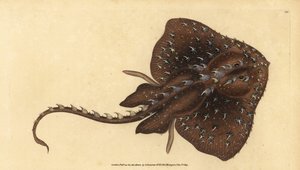 Dornrochen, Amblyraja radiata (Sternrochen, Raja radiata). Gefährdet. Handkolorierte Kupferplatte gezeichnet und graviert von Edward Donovan aus seiner Natural History of British Fishes, Donovan und F.C. und J. Rivington, London von Edward Donovan