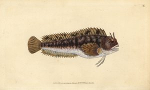 Tompot-Kiemenfisch, Parablennius gattorugine (Gattorugine, Blennius gattorugine). Handkolorierte Kupferplatte gezeichnet und graviert von Edward Donovan aus seiner Natural History of British Fishes, Donovan und F.C. und J. Rivington, London von Edward Donovan