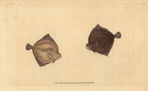 Steinbutt, Scophthalmus maximus. Handkolorierte Kupferstichzeichnung und -gravur von Edward Donovan aus seiner „Natural History of British Fishes“