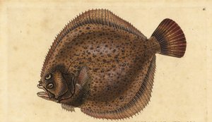 Steinbutt, Scophthalmus maximus (Pleuronectes maximus). Handkolorierte Kupferstichzeichnung und -gravur von Edward Donovan aus seiner Natural History of British Fishes, Donovan und F.C. und J. Rivington, London von Edward Donovan