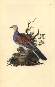 Turteltaube, Streptopelia turtur. Handkolorierte Kupferplatte gezeichnet und graviert von Edward Donovan aus seiner Natural History of British Birds (1794-1819)