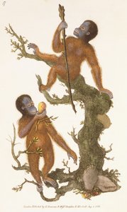 Zwei Primaten auf einem Baum, 1823