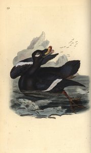 Samtente, Melanitta fusca. Handkolorierte Kupferstichzeichnung und -gravur von Edward Donovan aus seinem eigenen „Natural History of British Birds“, London