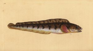 Lebendgebärender Aalquappe, Zoarces viviparus. Handkolorierte Kupferstichzeichnung und -gravur von Edward Donovan aus seiner „Natural History of British Fishes“, Donovan und F.C. und J. Rivington, London von Edward Donovan